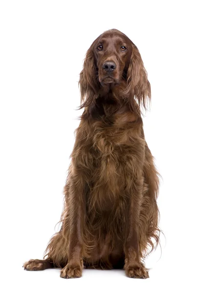 爱尔兰塞特犬 (3 年) — 图库照片