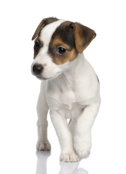Köpek yavrusu Jack russell (8 hafta) — Stok fotoğraf