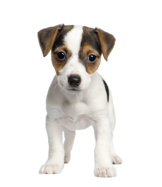 Puppy Jack russell (8 weeks) — Stock Photo, Image