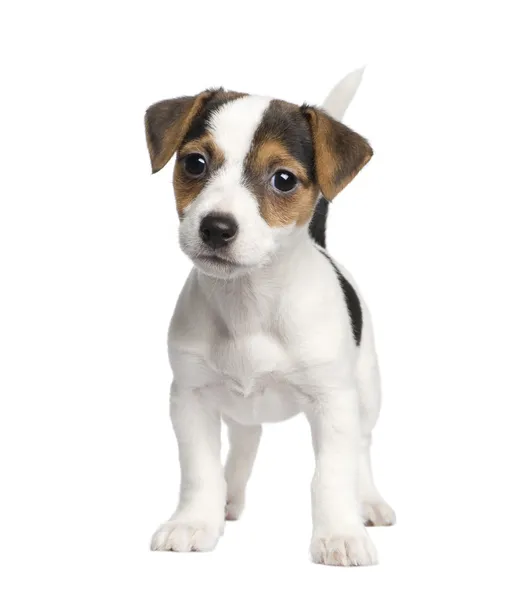 Cachorro Jack russell (8 semanas ) —  Fotos de Stock