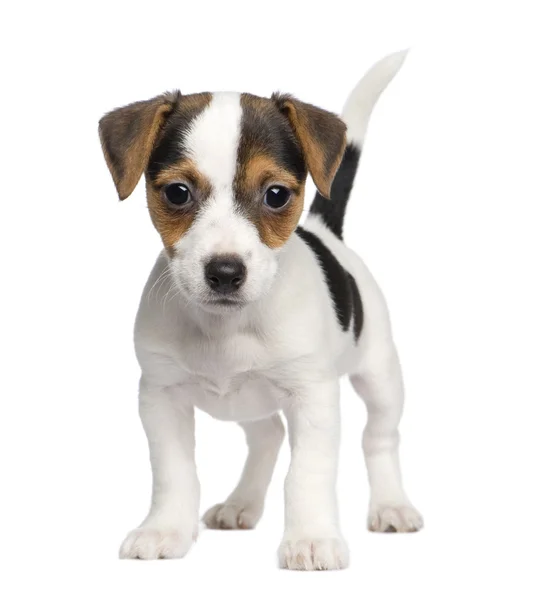 Puppy Jack Russell (8 săptămâni ) — Fotografie, imagine de stoc