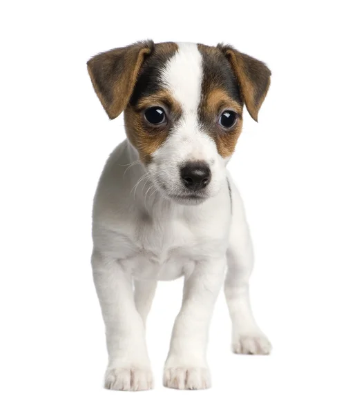 Puppy Jack russell (8 weken) — Stockfoto