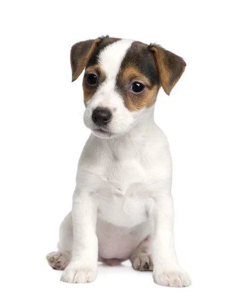 Puppy Jack Russell (8 minggu) ) — Stok Foto