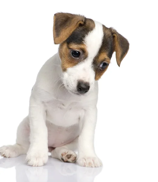 Puppy Jack russell (8 semanas ) — Fotografia de Stock