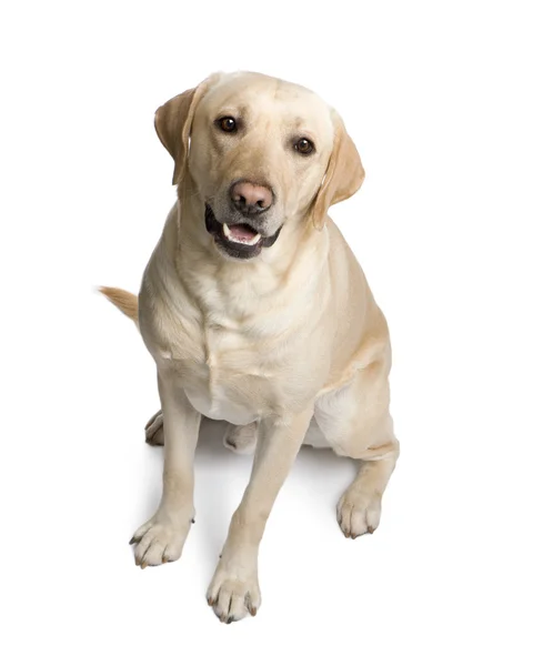 Labrador (3 jaar) — Stockfoto
