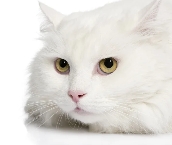 Close-up op een witte angora kat (5 jaar) — Stockfoto