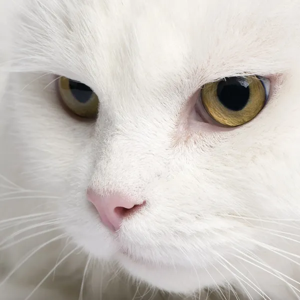 Primer plano sobre un gato angora blanco (5 años ) — Foto de Stock