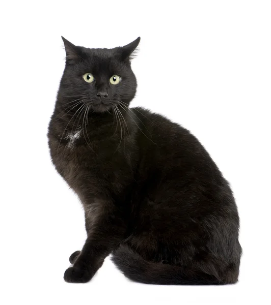 Evropská krátkosrstá černá kočka (5 let) — Stock fotografie