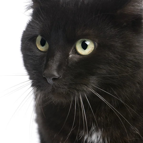 Siyah Avrupa stenografi kedi (5 yıl) — Stok fotoğraf