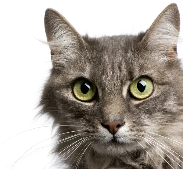 Крупный план кроссворда ангорский кот и европейский кот (9 лет ) — стоковое фото