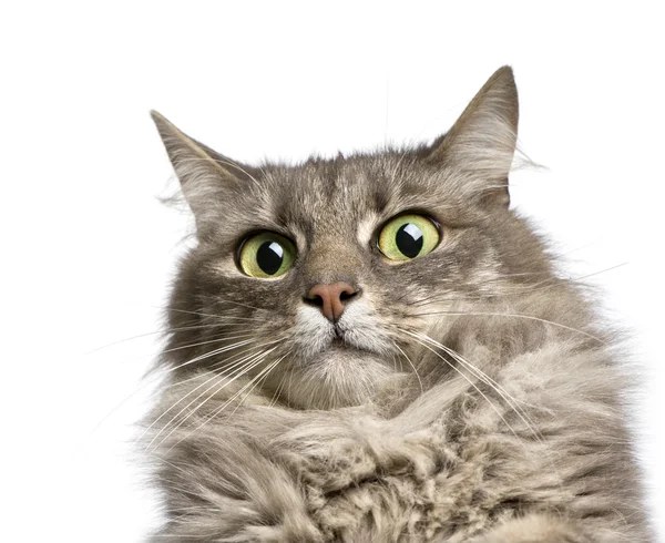 Nahaufnahme einer Kreuzung aus Angorakatze und Europäischer Katze (9 Jahre)) — Stockfoto