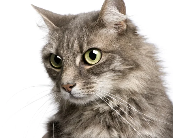 Close-up op een kruising angora kat en Europese kat (9 jaar) — Stockfoto