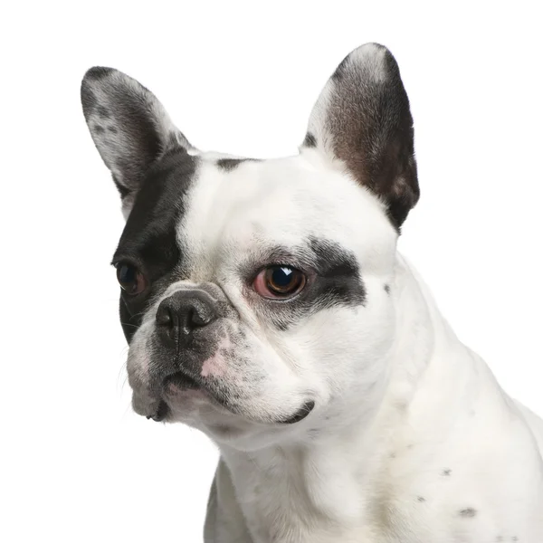Close-up op een Franse Bulldog (5 jaar) — Stockfoto