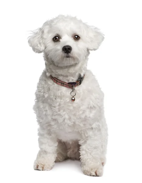 Maltská pes (18 měsíců) — Stock fotografie