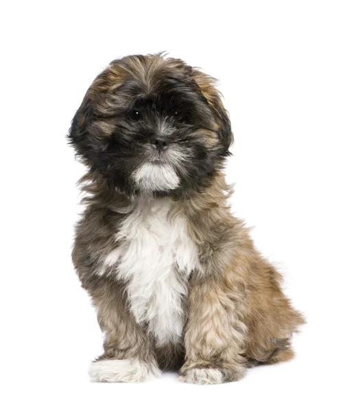 Köpek yavrusu Lhasa Apso (3 ay) — Stok fotoğraf