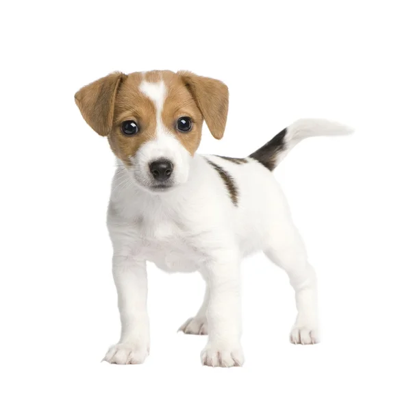 Puppy Jack Russell (7 săptămâni ) — Fotografie, imagine de stoc