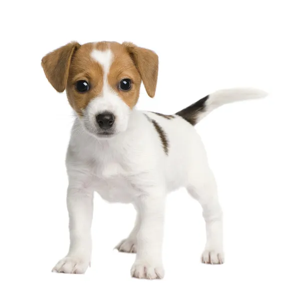 Puppy Jack russell (7 semanas ) — Fotografia de Stock