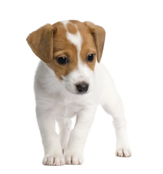 Puppy Jack Russell (7 săptămâni ) — Fotografie, imagine de stoc