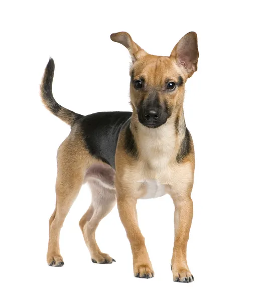 Mixed-Raça Cão entre um Jack Russel e um pinscher (7 meses ) — Fotografia de Stock