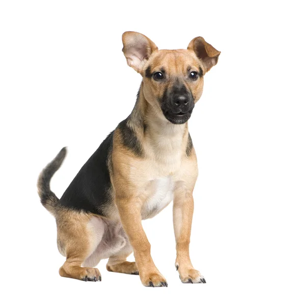 Blandad ras hund mellan en jack russel och en pinscher (7 månader) — Stockfoto