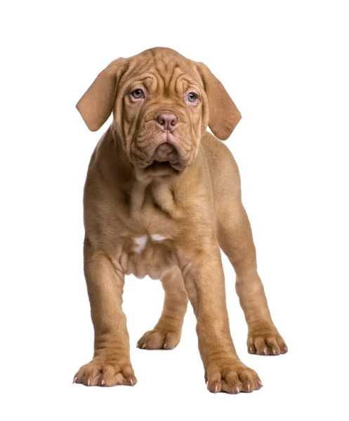 Dogue de Bordeaux köpek yavrusu (2 ay) — Stok fotoğraf