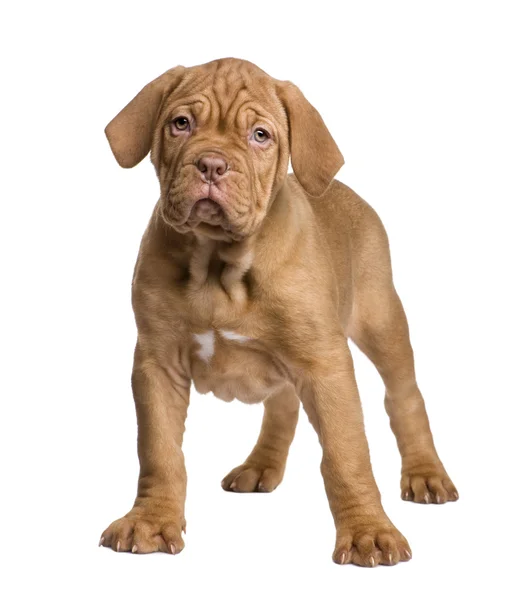 Bordeauxdog pup (2 maanden) — Stockfoto