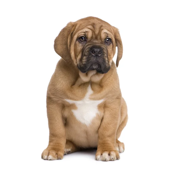 Dogue de Bordeaux cachorro (2 meses ) — Foto de Stock