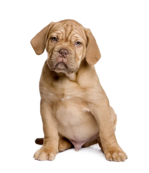 Anjing Dogue de Bordeaux (2 bulan ) — Stok Foto