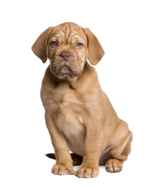 Bordeauxdog pup (2 maanden) — Stockfoto