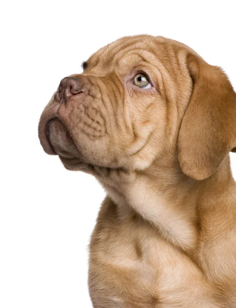 Dogue de Bordeaux cachorro (2 meses ) — Foto de Stock