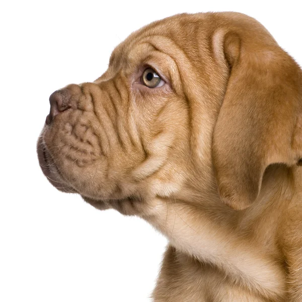 Dogue de Bordeaux štěně (2 měsíce) — Stock fotografie