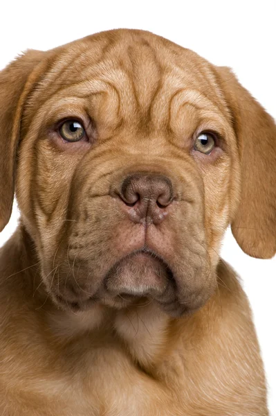 Dogue de Bordeaux щенок (2 месяца ) — стоковое фото