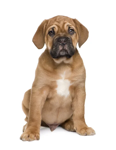 Dogue de Bordeaux štěně (2 měsíce) — Stock fotografie