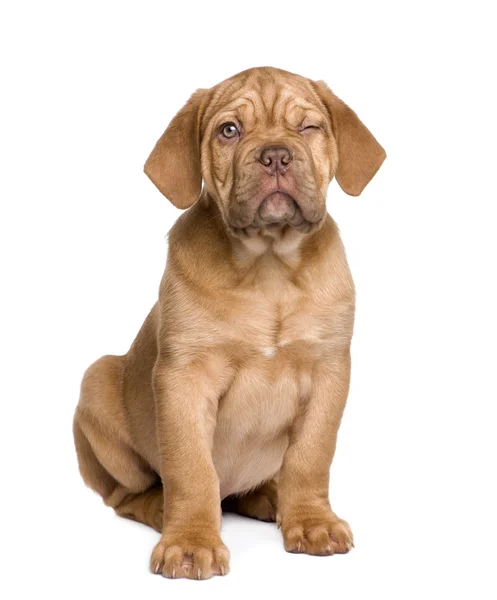 Dogue de Bordeaux cachorro (2 meses ) —  Fotos de Stock