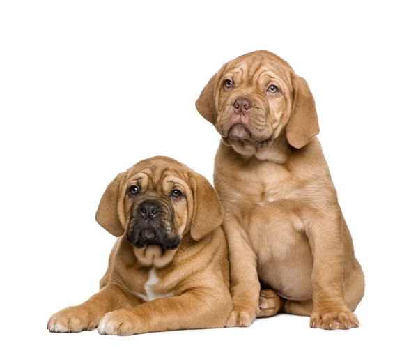 Dvě štěňata Dogue de Bordeaux (2 měsíce) — Stock fotografie