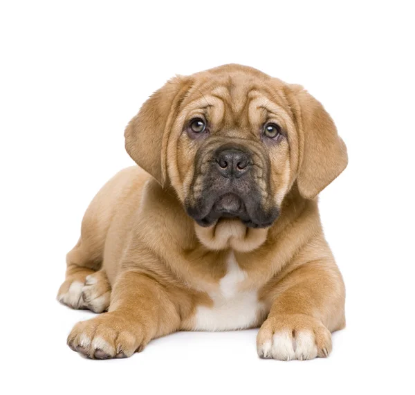 Cãozinho de Bordéus (2 meses ) — Fotografia de Stock