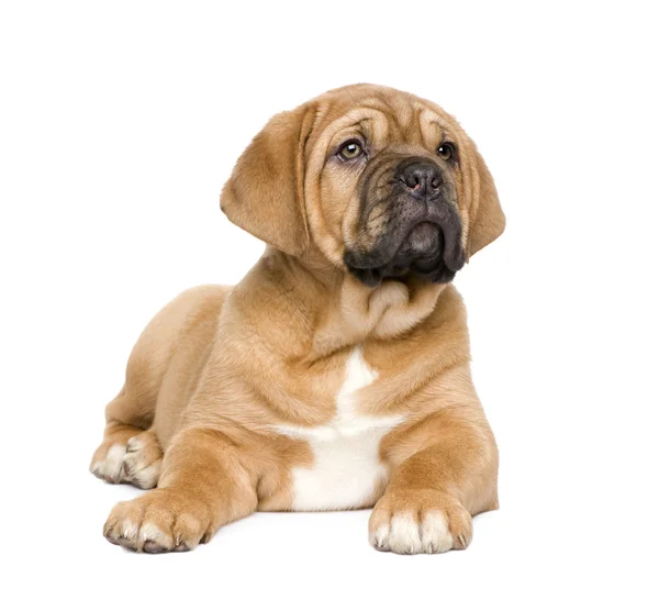 Cãozinho de Bordéus (2 meses ) — Fotografia de Stock