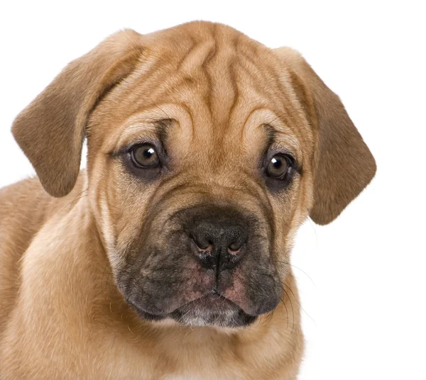 Dogue de Bordeaux puppy (2 months) — Stock Photo, Image