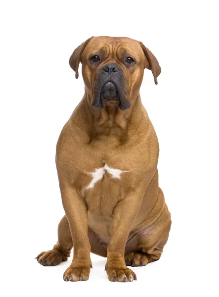 Bordeauxdog (1 jaar) — Stockfoto