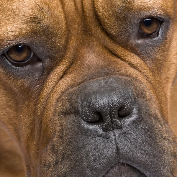 Bordeauxdog (1 jaar) — Stockfoto