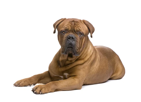 Bordeauxdog (2 jaar) — Stockfoto