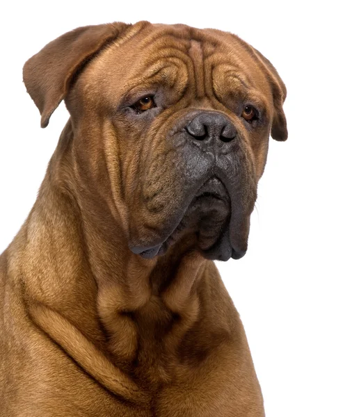 Bordeauxdog (2 jaar) — Stockfoto