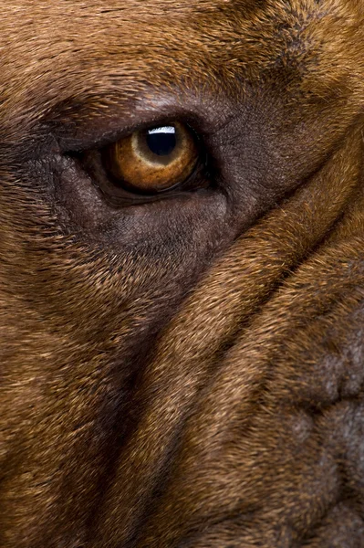 Dogue de Bordeaux (2 years) — Stock Photo, Image