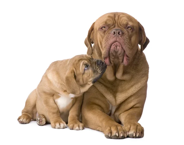 Madre Dogue de Bordeaux e seu cachorro (2 meses ) — Fotografia de Stock
