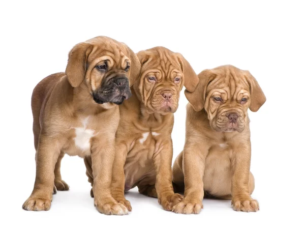 Dogue de Bordeaux puppy (2 months) — Stock Photo, Image