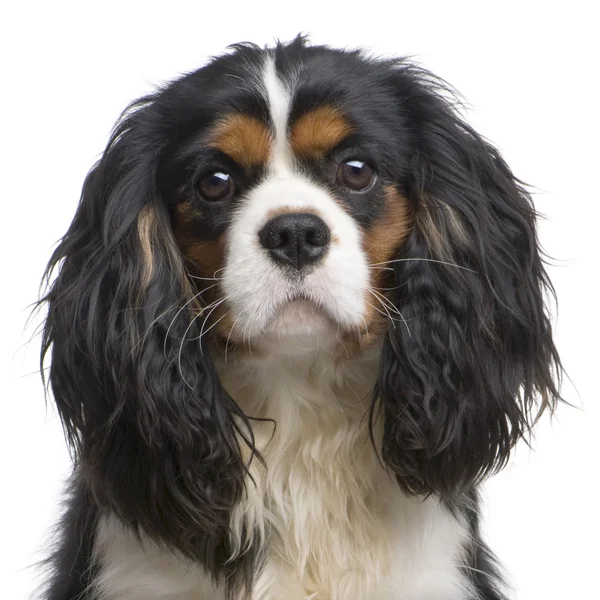 Cavalier King Charles (10 months) — Stock Photo, Image