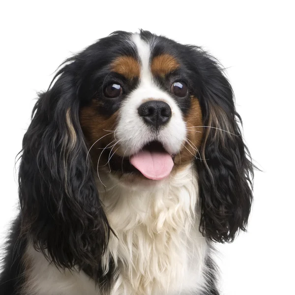 Cavalier King Charles (10 months) — Stock Photo, Image
