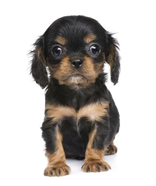 Cavalier Rei Charles cachorro (7 semanas ) — Fotografia de Stock