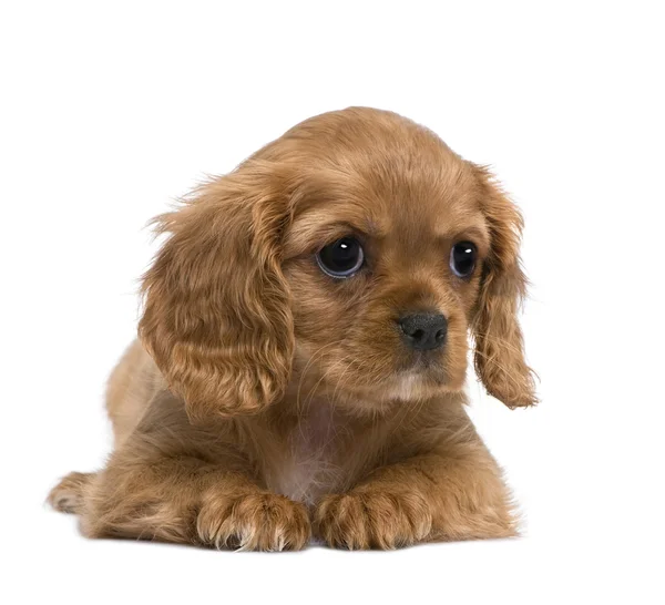 Cavalier King Charles köpek yavrusu (7 hafta) — Stok fotoğraf