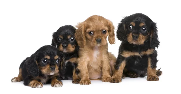 Cavalier King Charles puppy (7 weeks) — Stock Photo, Image
